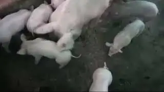 Tècniques de protecció del garrin nounat/ Newborn piglet protection techniques