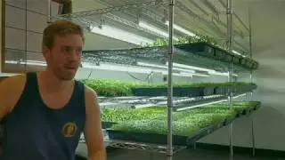 The TRUTH About Growing Microgreens For Profit