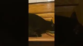 Kitty paratake of Friskies Salmon Gravy
