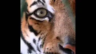 Survivor - Eye of the Tiger