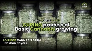 Curing Stage of Basic Cannabis Growing  - Lollipop Cannabis Farm ( Nakhon Nayork)