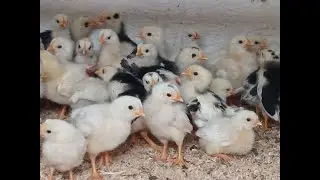 НАТУРАЛЬНЫЕ ВИТАМИНЫ ДЛЯ ЦЫПЛЯТ ! 15.07.2024 год.