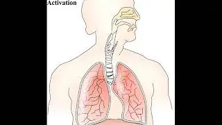 Diaphragm Chakra Activation - Binaural Beats | BrainHub Entertainment |