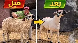  ما يمكنش 😱 قبل و بعد دزازة الغنم 😲 النتيجة غتفاجئك 😱