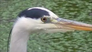 Grey Heron Close-up & Catching Fish