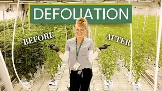 BEFORE ➜ AFTER | Cannabis Defoliation Explained