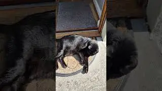 Gato preto
