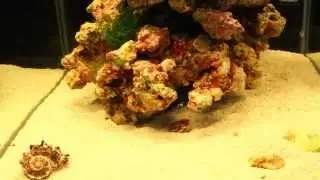 Hermit crab and chaetomorpha