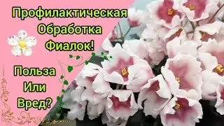 Профилактическая обработка фиалок! Польза или вред? Делюсь своим опытом!