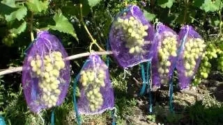 Защита винограда от ос и птиц