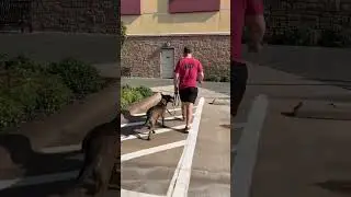 Nikki loose leash heel in public #k9protection #workingk9