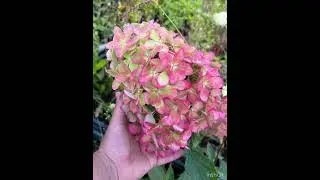 Дарите женщинам цветы💐💐💐 Гортензии