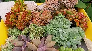 распаковка кристатных суккулентов от Елена Суккуленты