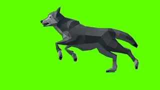 Green screen wolf video | Gray Wolf running green screen