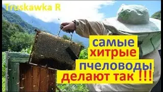 #bees