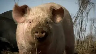 Самые Прожорливые Животные в Мире
