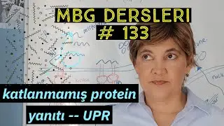 moleküler Biyoloji dersleri #133 | katlanmamış protein yanıtı I UPR