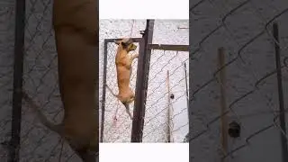 Chihuahua's are built different! #chihuahua #metalgearsolid #tiktok