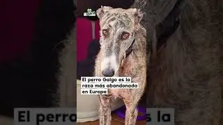 Como equilibrar la convivencia con tus peluditos lo mejores cursos online desde adiestramiento y más