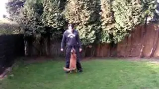 preparing my puppy for top obedience