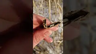 Уловистая наживка в камыше