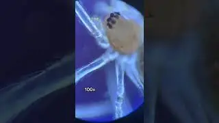 Spiders Experience Heartbreak 😢💔 