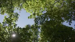 Lush green tree canopy with sunlight filtering in forest