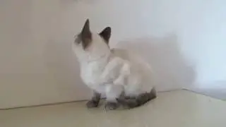 Шатный Шикарун