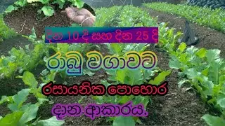 රාබු වගාවට රසායනික පොහොර දාමු//rabu wagawa// රාබු වගාව// my lanka//