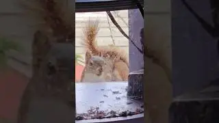 Twitch the red squirrel was in my window Surprise!