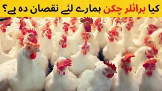 Side Effects of Broiler Chicken | Poultry | برائلر مرغی کے مضر اثرات