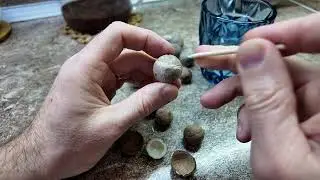 Выращивание пальмы из семян, Юбея Чилийская