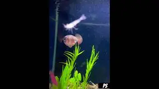 Pet Squid Hunting