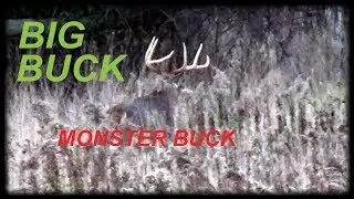 Whitetail Buck