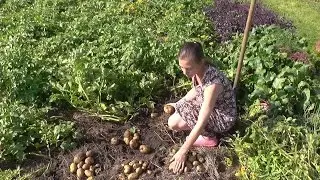 Сравнение посадки картофеля под мульчу солому и традиционным методом на одном огороде