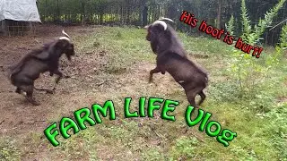 FARM LIFE Vlog2-Our big billy's hoof is hurt!