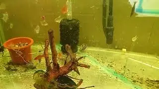 Новые жители. Накормил😱чипсами🤣. Вязаный привет🤚😁