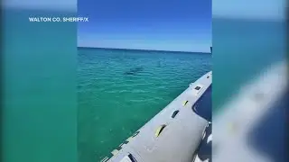 Authorities find hammerhead shark near beach following shark attacks at Florida beaches