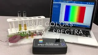 Full spectrum of the Fall spectrum