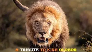 A Tribute To A Fallen King Olobor 🦁