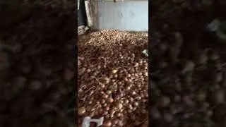 Продаётся Лук Севок Ульяновская область