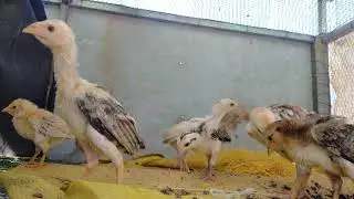 my children chicken family