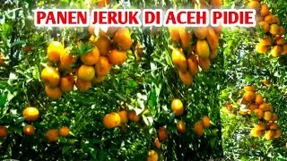 panen jeruk di Aceh pidie