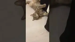 подпишись!!😺