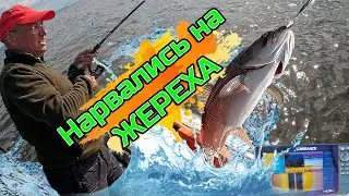 С Альфредом нарвались на Жереха!