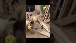 Смешное видео кошки и собаки