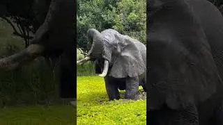 Have you ever seen this behavior of elephant's #wildlife #kruger #elephant #animals #hyena #cheetah