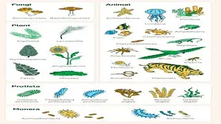Biological Classification| Neet| Csir Net| RPSC 1st grade| Assistant Professor| Gate XL| KVS Exams