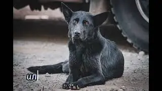 Волкособ | она была очень умной. #волкособ #собака #собакадругчеловека #dog   #videoyoutube