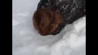 вот это рыба.